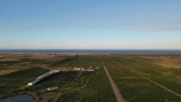 Виноградники семейной винодельни Gerey-Tuz. Дагестан, Карабудахкент.