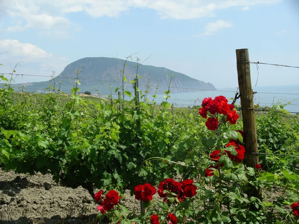 Виноградники Château Côtes de Saint Danie Виноградники Château Côtes de Saint Danie