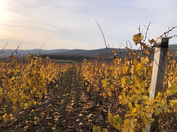 Виноградники Сухая гора SORT