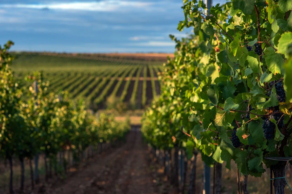 Виноградники Alma Valley