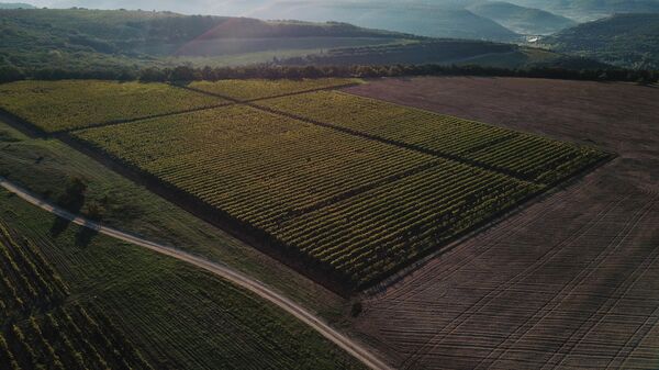 Виноградники Бельбек (Крым, с.Фруктовое, плато Кара-Тау)