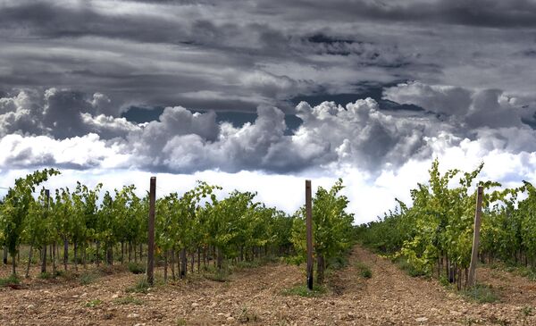 Виноградники Бельбек (Крым, с.Фруктовое, плато Кара-Тау)
