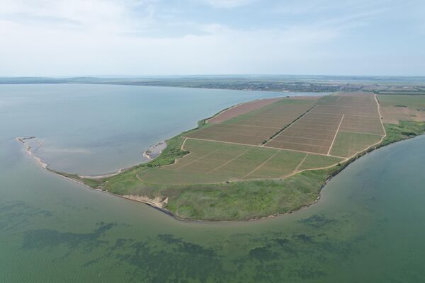 Виноградники ООО Победа