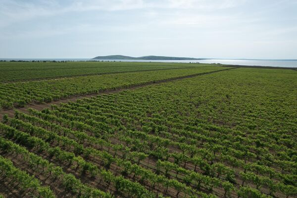 Виноградники ООО Победа