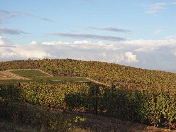 Виноградники Шумринка