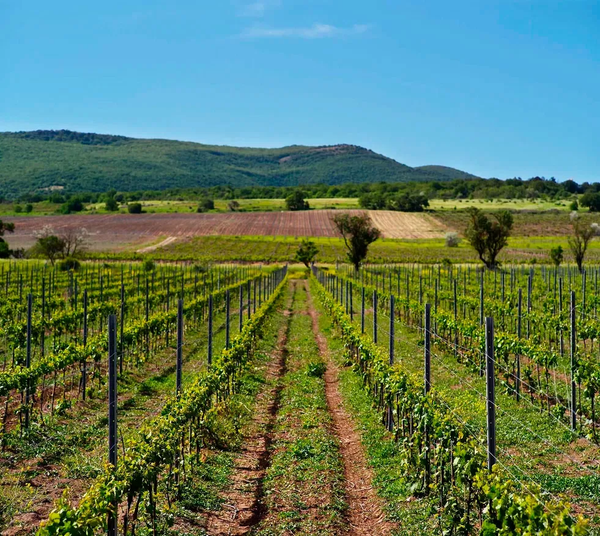 Виноградники ИП Колесников Михаил Дмитриевич