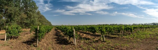 Виноградники хозяйства Винное подворье старого грека