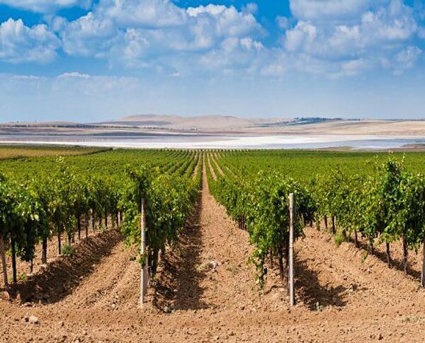Виноградники агрофирмы Южная