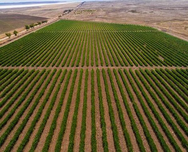 Виноградники агрофирмы Южная