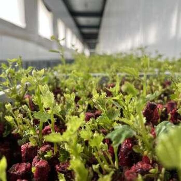 Саженцы питомника Виноградный