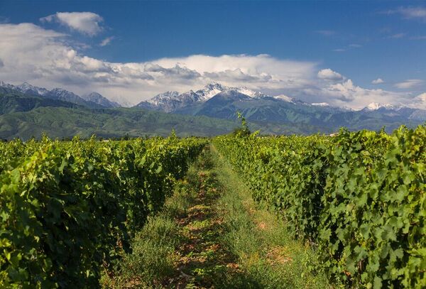 Виноградники Северной Осетии