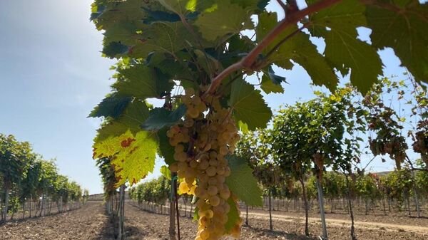 Виноградники AGORA WINERY