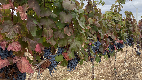 Виноградники AGORA WINERY