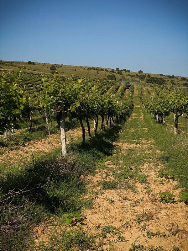 Виноградники Усадьба Перовских