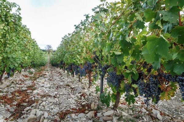 Виноградники Усадьба Мезыбь