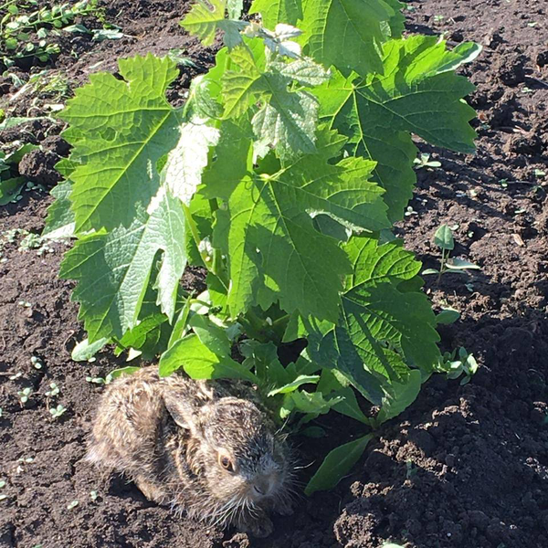 Виноградник FERRUM WINERY