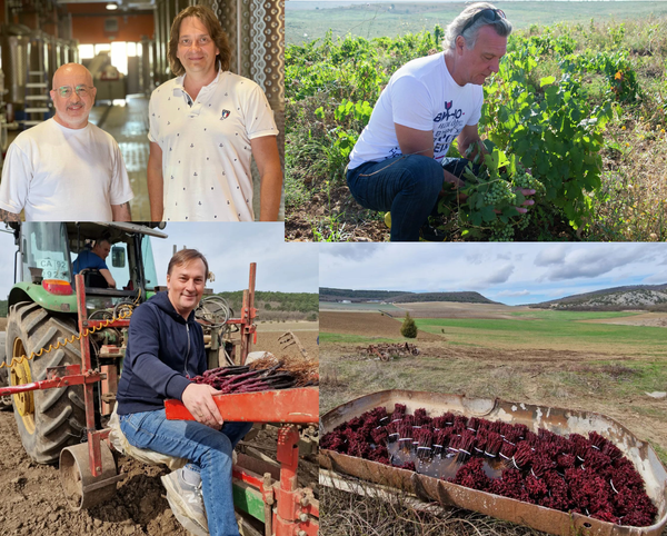 Винодельческие проекты: Манкопия, Belmas, Domaine de la Vivandière