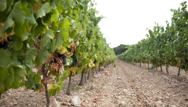 Виноградники ООО Агропредприятия Прасковейское