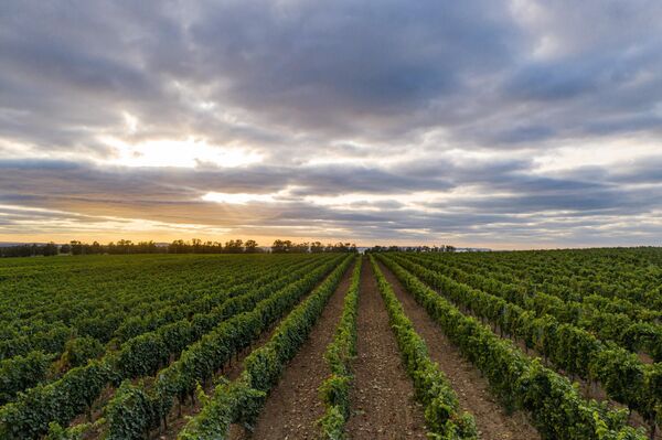 Виноградники Golubitskoe Estate