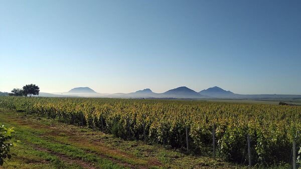 Виноградник Tempelhof Winery (Ставрополье)