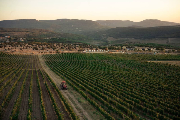 Виноградники хозяйства Усадьба Мангуп
