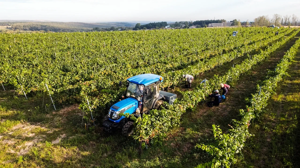 Сбор урожая на виноградниках Château le Grand Vostock