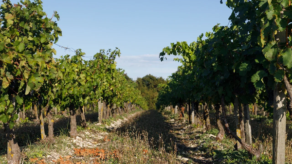 Виноградники Château le Grand Vostock