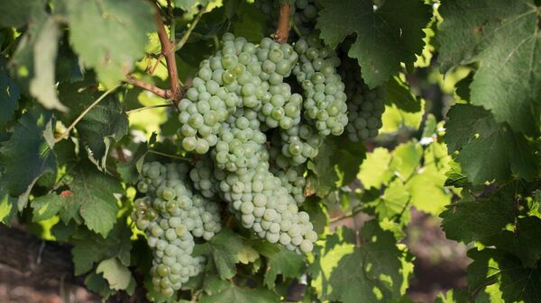 Рислинг на виноградниках Крыма