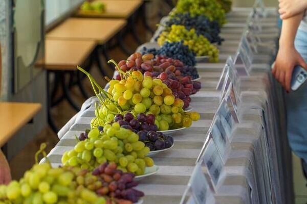 Выставка коллекции сортов винограда от Кубанского Государственного аграрного университета (Краснодар)