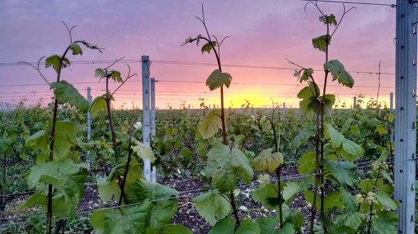 Tempelhof Winery