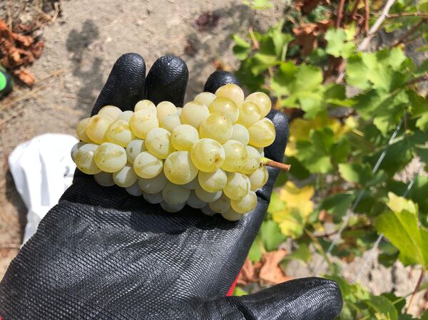 Образцы сортов винограда для создания единой базы сортов.