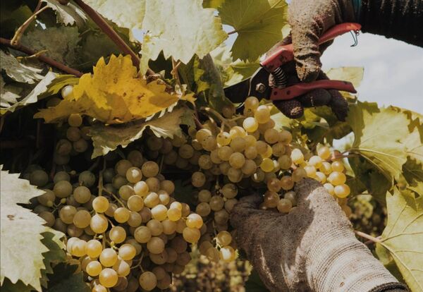 Рекордный урожай 2024 года в Дагестане