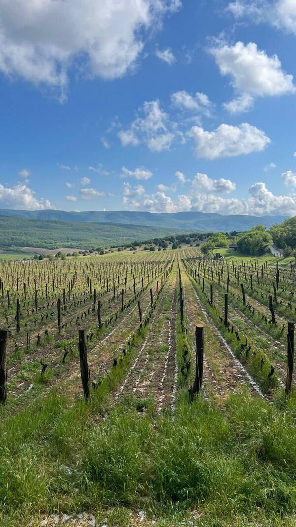 Виноградники UPPA Winery (Павел Швец), село Родное, Севастополь, Крым