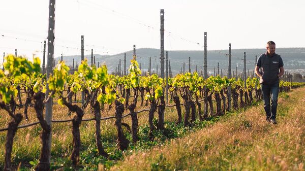 ООО Винодельческое хозяйство Акчуриных