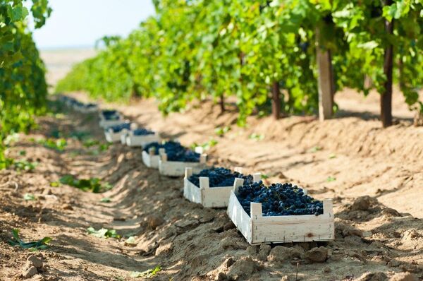 Виноградники винодельни Кубань-Вино