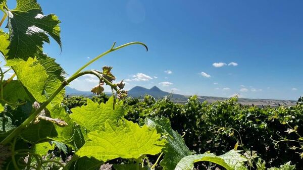 Сезон 2025. Винодельня Виталий Батрак (ВВЗ Ставрополье, Ставропольский край)