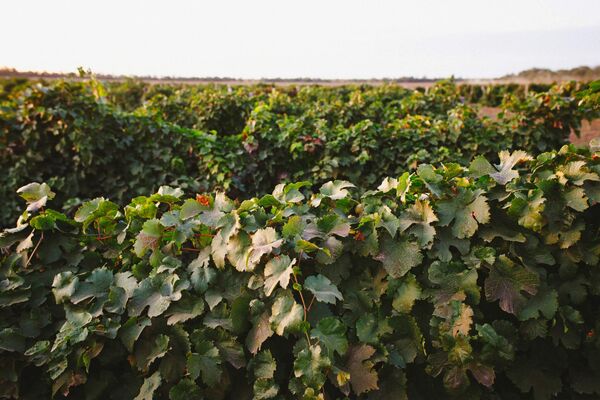 Сезон 2025. Виноградники Vinabani (ВВЗ Долина Дона, Ростовская обл.)