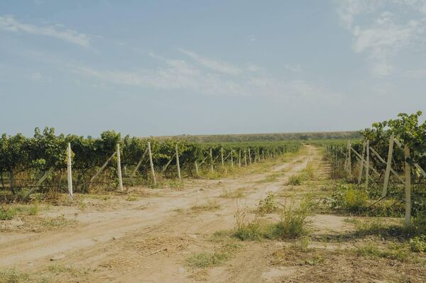 Сезон 2025. Дербент Вино (ВВЗ Дагестан, Республика Дагестан)