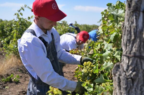 Сезон 2025. Винодельня Цимлянские вина (ВВЗ Долина Дона, Ростовская обл.)