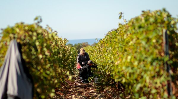 Слепоглухие люди приняли участие в сборе урожая на Château de Talu