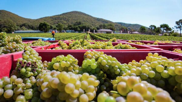 Сбор урожая в Винодельня Криница