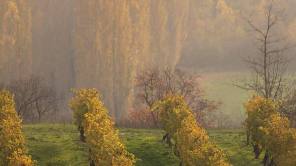 Виноградники Винного дома Бюрнье. Ноябрь, 2025.