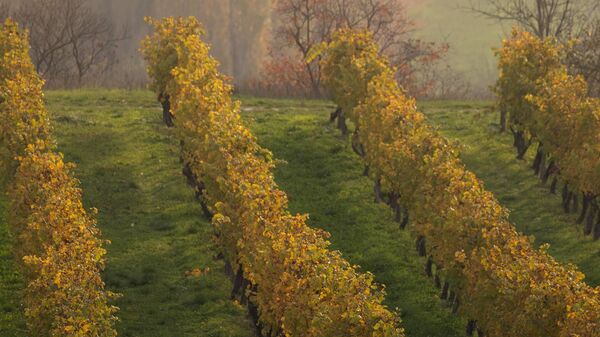 Виноградники Винного дома Бюрнье. Ноябрь, 2025. Виноградники Винного дома Бюрнье. Ноябрь, 2025.