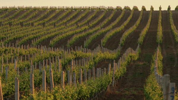 Виноградники INKERMAN