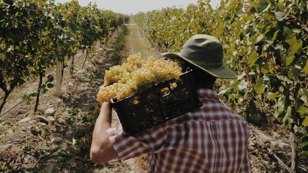 Сбор урожая в Дербент Вино