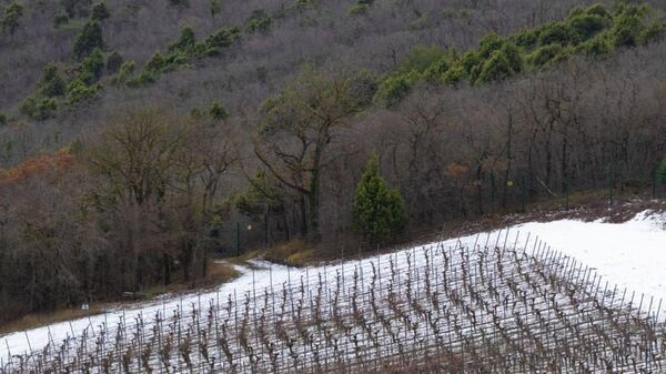 Виноградники Скалистый берег (ВВЗ Кубань, Краснодарский край)