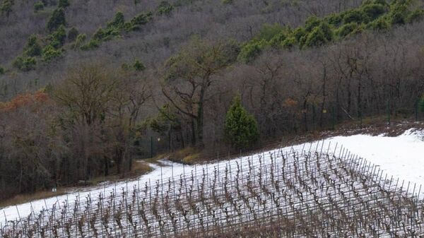 Виноградники Скалистый берег (ВВЗ Кубань, Краснодарский край)