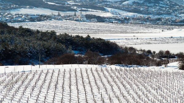 Виноградники Золотая Балка. Январь, 2026