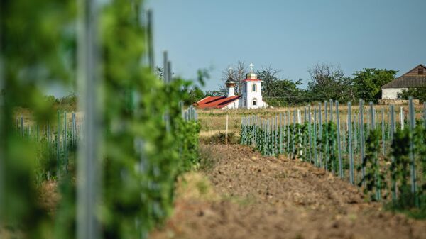 Виноградники Mons Albus