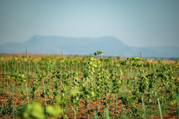 Виноградники Mons Albus